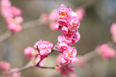 春花烂漫莫辜负
