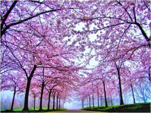 四月里一树花开