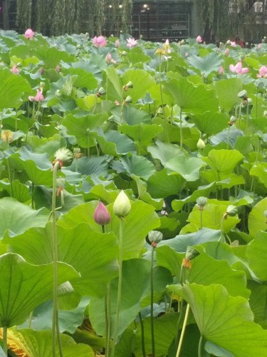 雨中赏荷