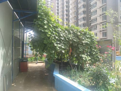 “葡萄树下”的工地生活