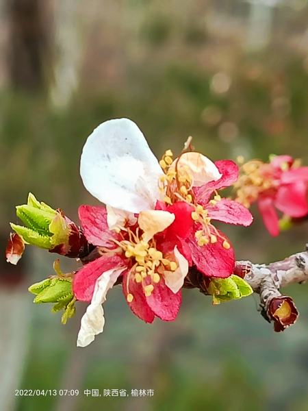 花开花落
