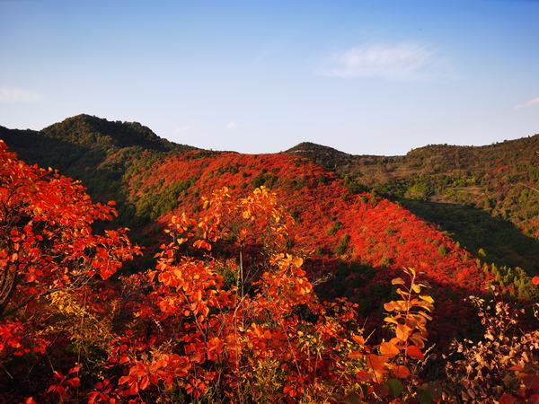 秋韵：香山红叶