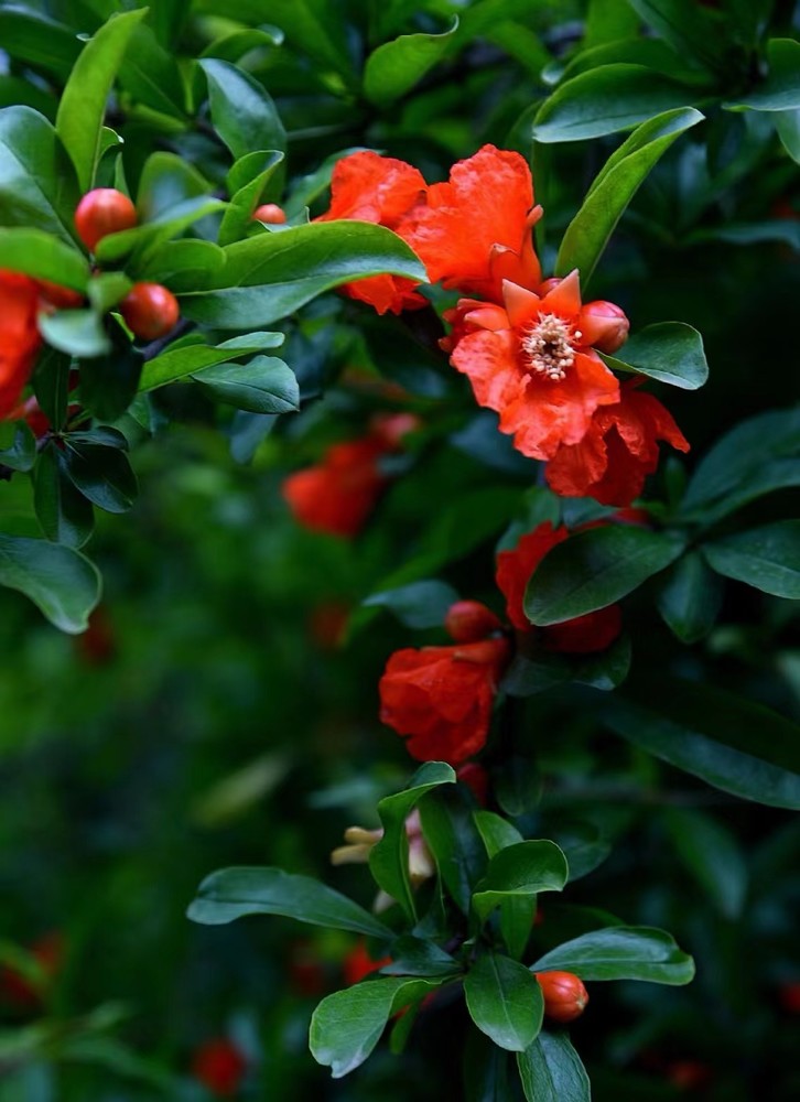 石榴花开