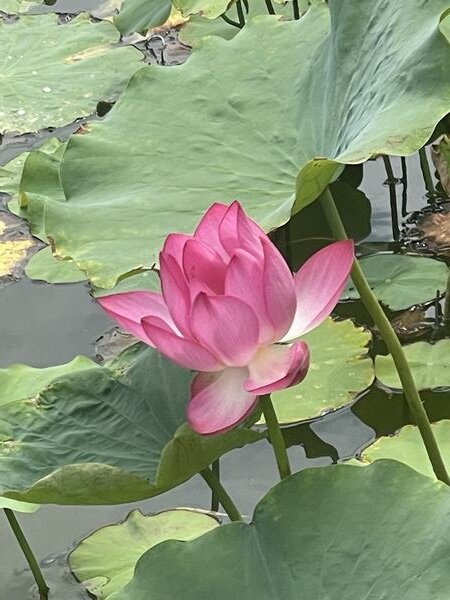 荷花的禅意