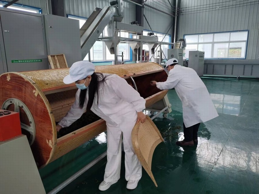 陕煤建设定点帮扶村：“天池大碗茶”促进产业发展正循环