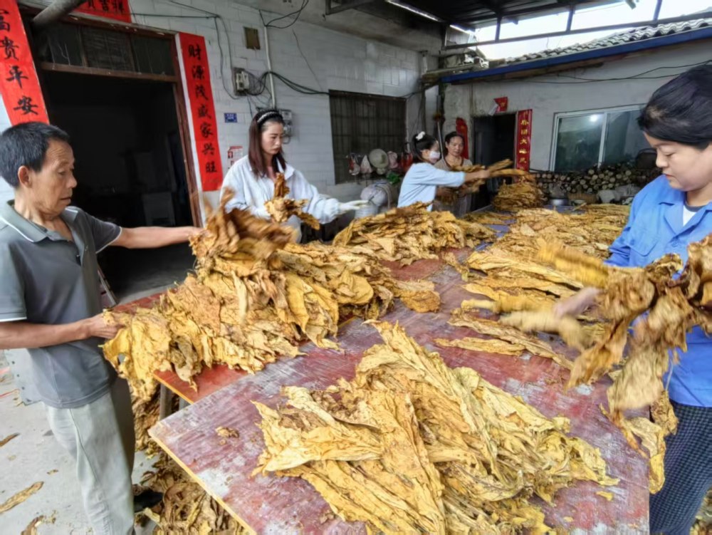 陕煤建设定点帮扶村：烤烟丰收分拣忙 金色烟叶铺就振兴路